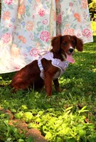 Ester, a female Cavapoo for sale in Hamptonville, NC – 4 of 9