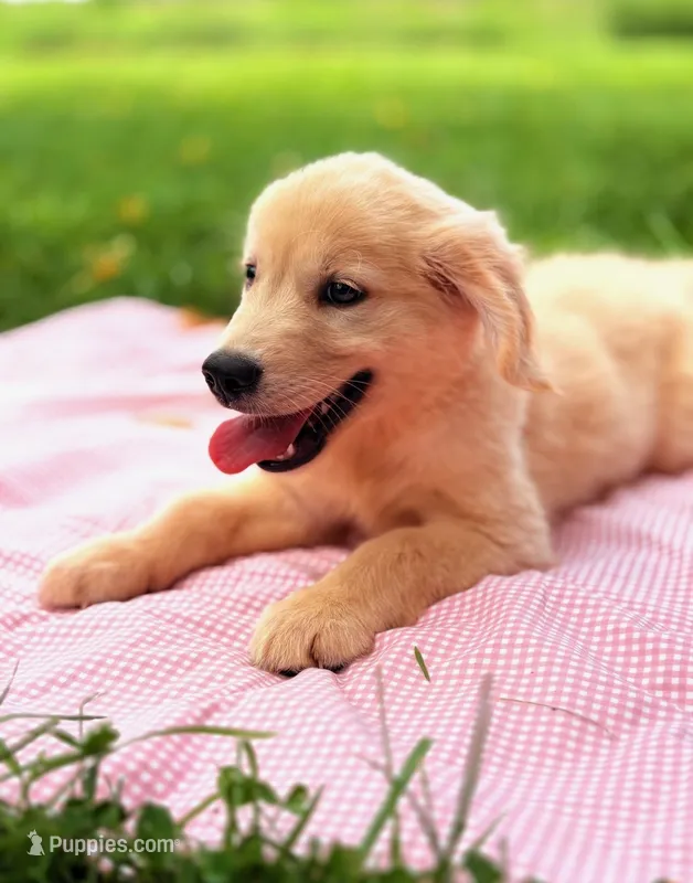 Taco – English Cream Golden Retriever puppy for sale in Hamptonville, NC