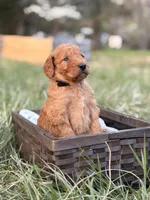 Kirt , a male Goldendoodle for sale in Hamptonville, NC – Photo 3 of 3