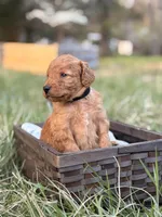 Kirt , a male Goldendoodle for sale in Hamptonville, NC – Photo 2 of 3