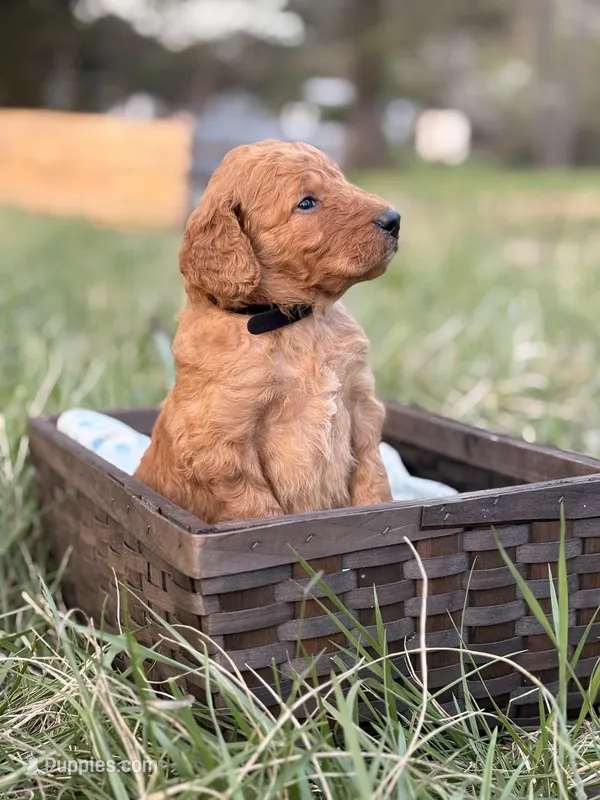 Kirt  – Goldendoodle puppy for sale in Hamptonville, NC