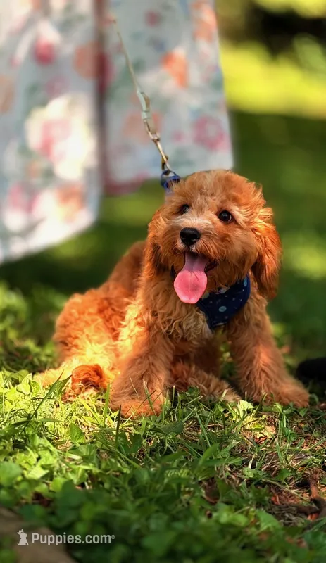 Eeyore – Cavapoo puppy for sale in Hamptonville, NC