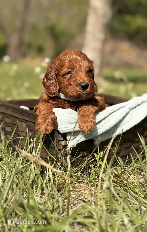 Ace – Goldendoodle puppy for sale in Hamptonville, NC