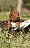 Ace, a male Goldendoodle for sale in Hamptonville, NC – 1 of 1