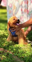 Eeyore, a male Cavapoo for sale in Hamptonville, NC – 2 of 9