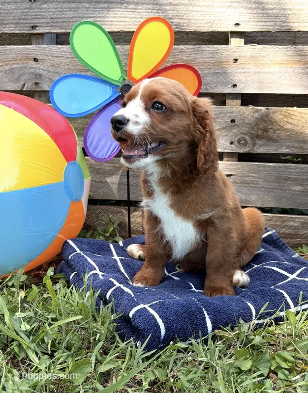 Steve  – Cavapoo puppy for sale in Hamptonville, NC