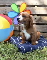 Steve , a male Cavapoo for sale in Hamptonville, NC – 1 of 1