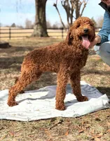 Indi, a female Poodle - Standard  for sale in Hamptonville, NC – Photo 2 of 2