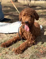 Indi, a female Poodle - Standard  for sale in Hamptonville, NC – Photo 1 of 2