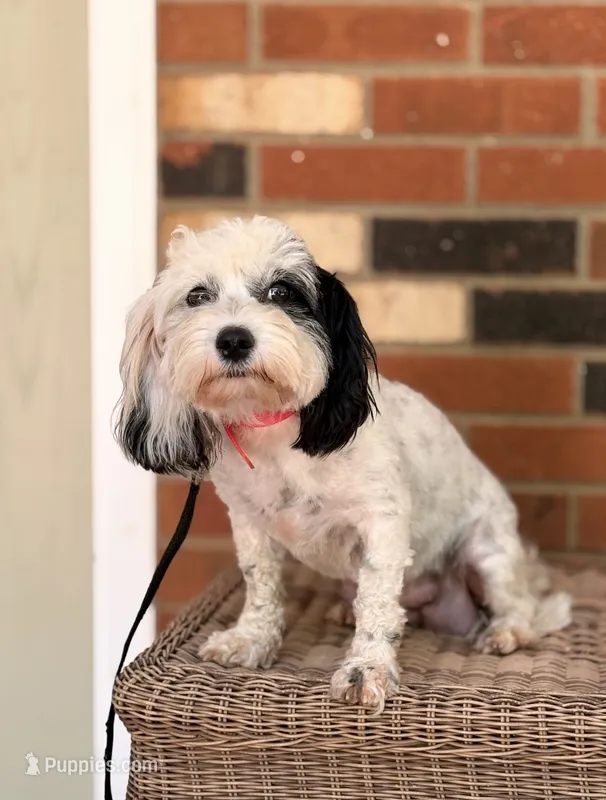 Alex – Cavapoo puppy for sale in Hamptonville, NC