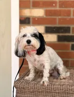 Alex, a male Cavapoo for sale in Hamptonville, NC – 1 of 1