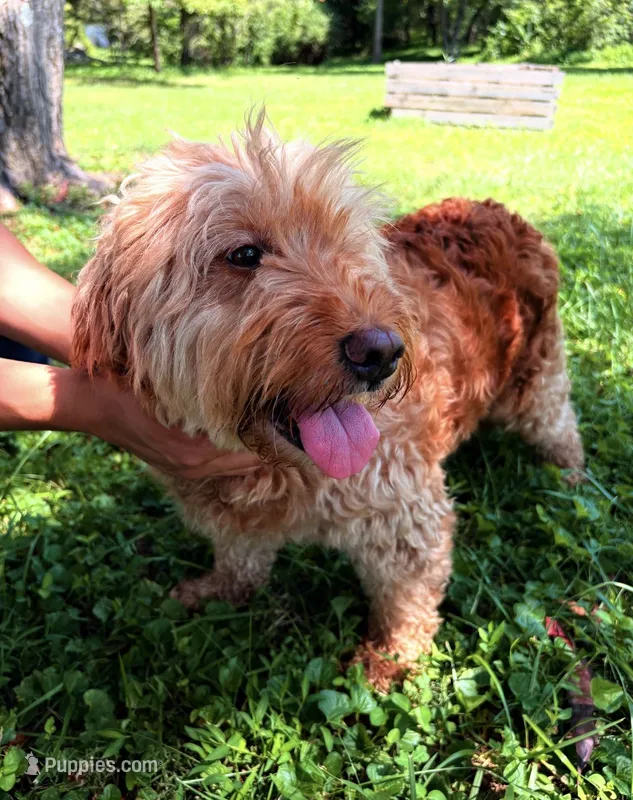 Ashley  – Miniature Goldendoodle puppy for sale in Hamptonville, NC
