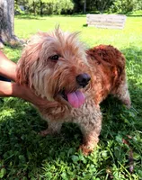 Ashley , a female Miniature Goldendoodle for sale in Hamptonville, NC – 1 of 8