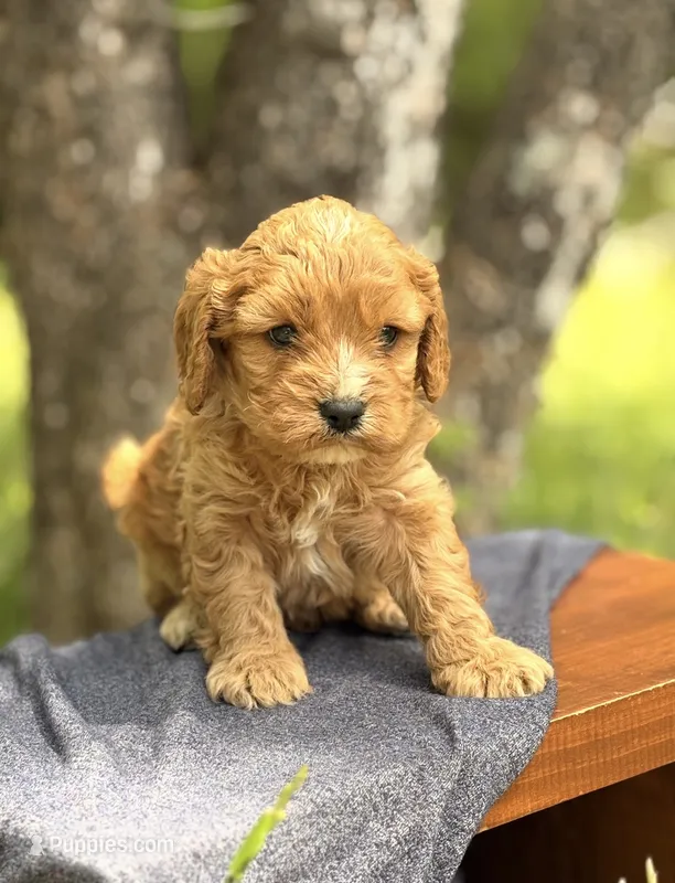 Simon  – Cavapoo puppy for sale in Hamptonville, NC