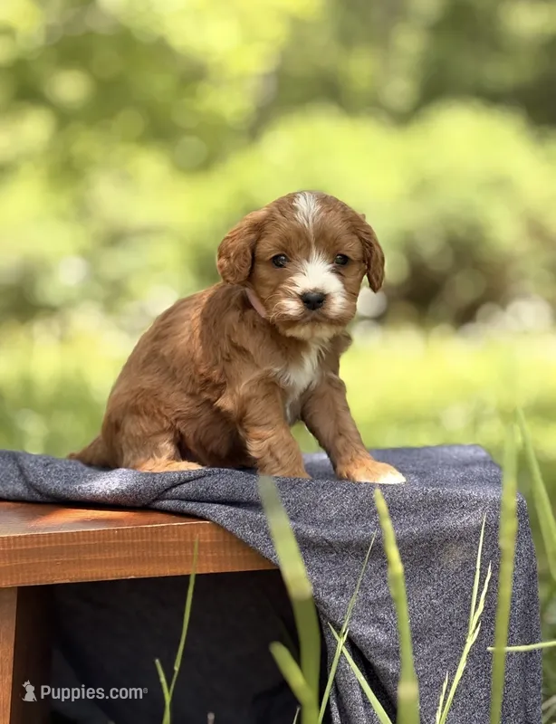 Susan – Cavapoo puppy for sale in Hamptonville, NC