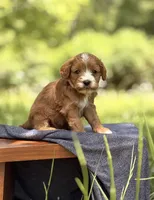 Susan, a female Cavapoo for sale in Hamptonville, NC – 1 of 1