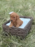 Kate , a female Goldendoodle for sale in Hamptonville, NC – Photo 3 of 3