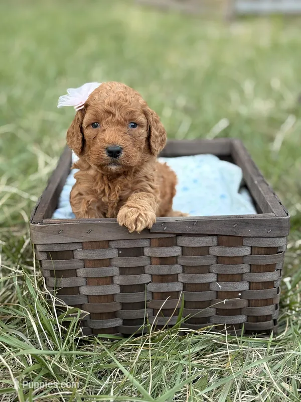 Kate  – Goldendoodle puppy for sale in Hamptonville, NC
