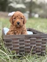 Kate , a female Goldendoodle for sale in Hamptonville, NC – Photo 2 of 3