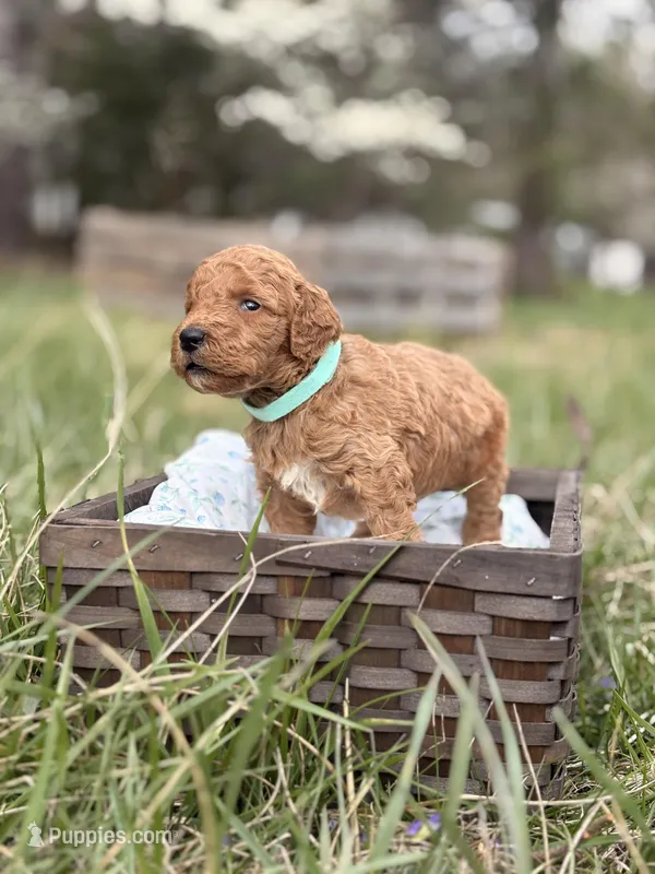King  – Goldendoodle puppy for sale in Hamptonville, NC