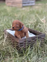 Kenzo, a male Goldendoodle for sale in Hamptonville, NC – Photo 2 of 4
