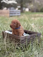 Kenzo, a male Goldendoodle for sale in Hamptonville, NC – Photo 3 of 4