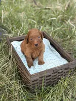 Kenzo, a male Goldendoodle for sale in Hamptonville, NC – Photo 4 of 4