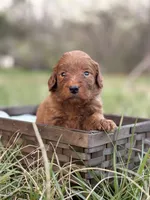 Kenzo, a male Goldendoodle for sale in Hamptonville, NC – Photo 1 of 4