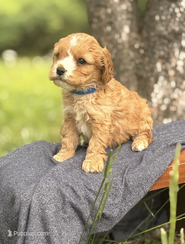 Shane  – Cavapoo puppy for sale in Hamptonville, NC
