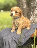 Shane , a male Cavapoo for sale in Hamptonville, NC – 1 of 1