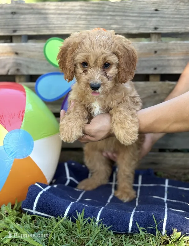 Simon  – Cavapoo puppy for sale in Hamptonville, NC
