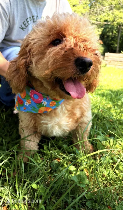 Kami  – Miniature Goldendoodle puppy for sale in Hamptonville, NC