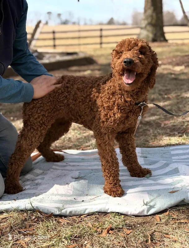 Millie  – Poodle - Standard  puppy for sale in Hamptonville, NC