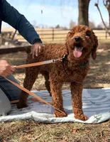 Millie , a female Poodle - Standard  for sale in Hamptonville, NC – Photo 2 of 2
