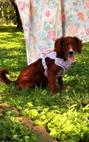 Ester, a female Cavapoo for sale in Hamptonville, NC – 2 of 9