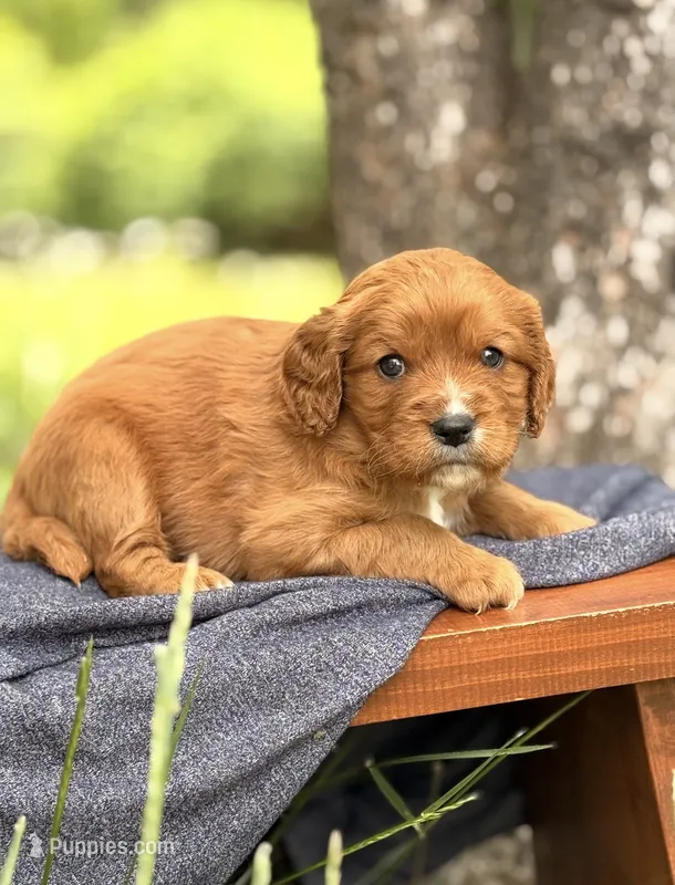 Sam – Cavapoo puppy for sale in Hamptonville, NC