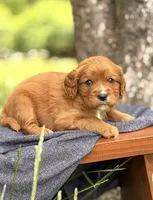 Sam, a male Cavapoo for sale in Hamptonville, NC – 1 of 1