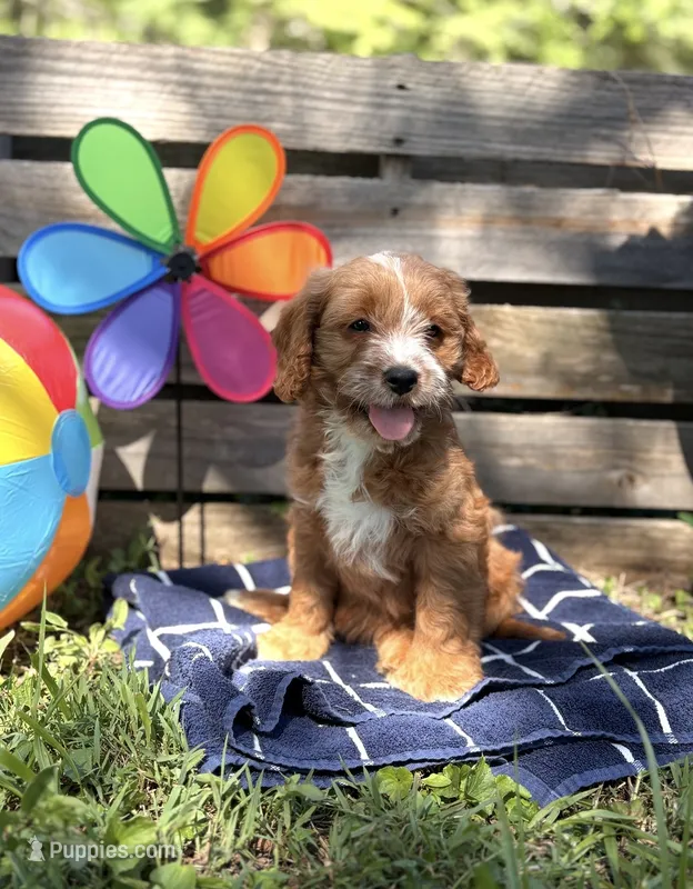 Susan – Cavapoo puppy for sale in Hamptonville, NC