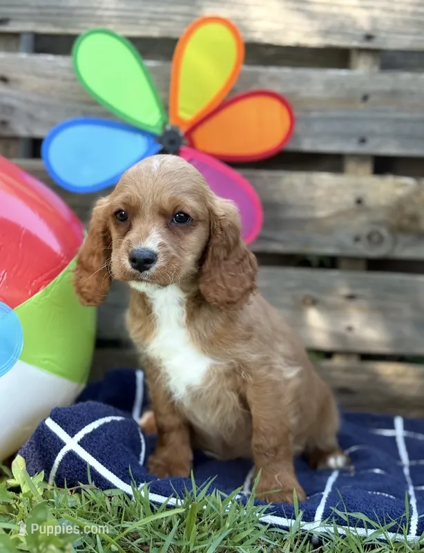 Sawyer – Cavapoo puppy for sale in Hamptonville, NC