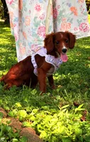 Ester, a female Cavapoo for sale in Hamptonville, NC – 8 of 9
