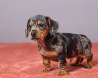 Ryan, a male Miniature Dachshund for sale in Apple Creek, OH – Photo 3 of 5