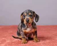 Ryan, a male Miniature Dachshund for sale in Apple Creek, OH – Photo 2 of 5