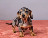 Ryan, a male Miniature Dachshund for sale in Apple Creek, OH – Photo 1 of 5