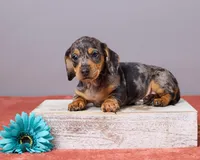 Ryan, a male Miniature Dachshund for sale in Apple Creek, OH – Photo 5 of 5