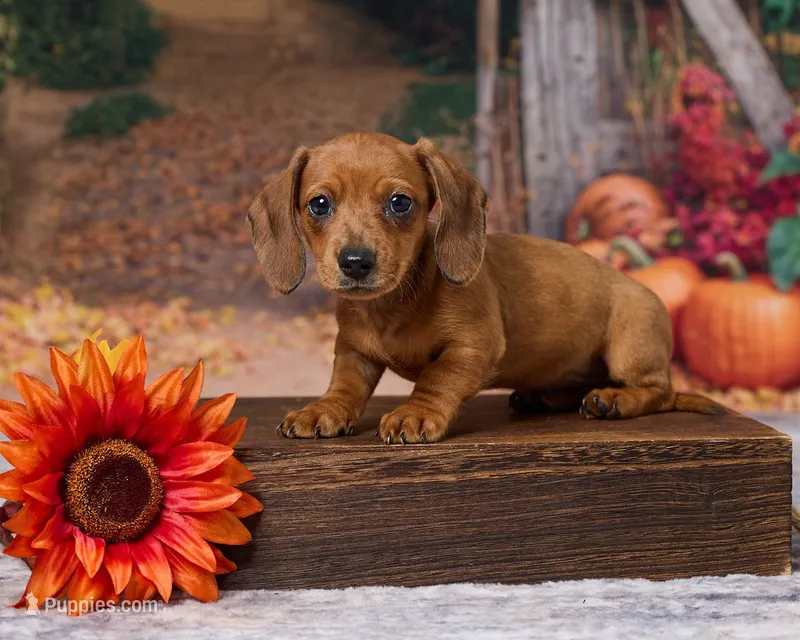 Sadie – Miniature Dachshund puppy for sale in Apple Creek, OH