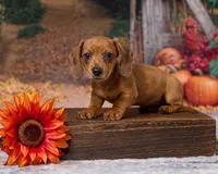 Sadie, a female Miniature Dachshund for sale in Apple Creek, OH – 1 of 6