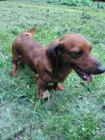 Cooper, a male Miniature Dachshund for sale in Apple Creek, OH – 4 of 5