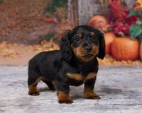 Milo, a male Miniature Dachshund for sale in Apple Creek, OH – 4 of 7