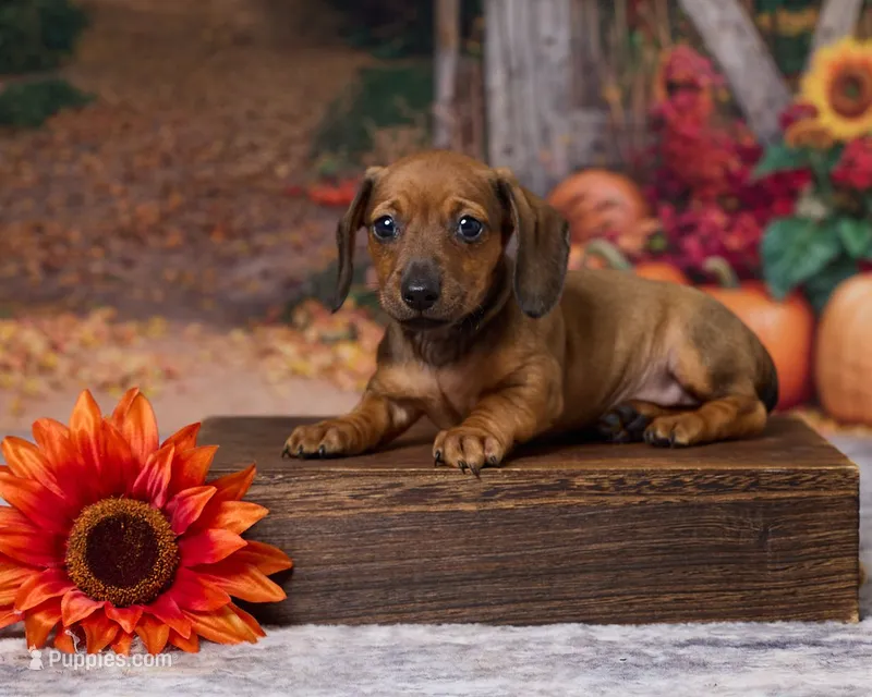 Daisy – Miniature Dachshund puppy for sale in Apple Creek, OH