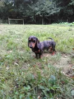 Cooper, a male Miniature Dachshund for sale in Apple Creek, OH – 5 of 5